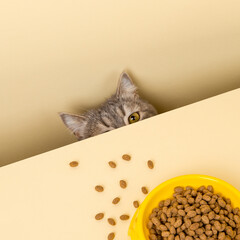 A cute gray cat and a bowl of food on a yellow background. Reaching for his favorite food, little...