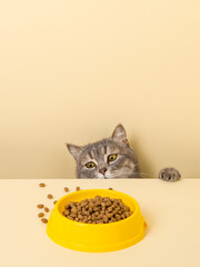 A cute gray cat and a bowl of food on a yellow background. Reaching for his favorite food, little thief.