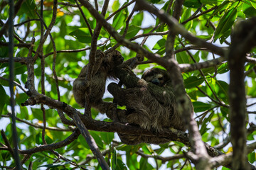 Sloths with baby in tree
