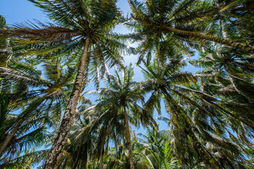 Fototapeta na wymiar Palmtrees with viw in the sky