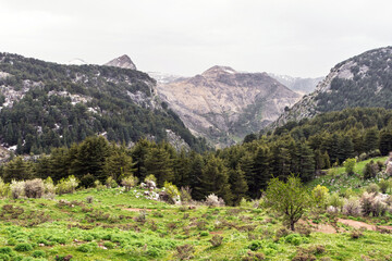 Tannourine Cedars forest reserve, Lebanon