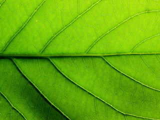 Plakat close up green leaf texture