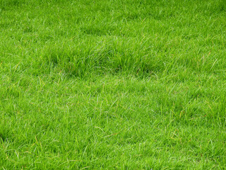 green grass on the lawn texture, weed on the ground