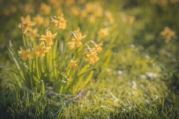 Żółte żonkile miniaturki, piękna, jasna, słoneczna wiosenna łąka.  - obrazy, fototapety, plakaty