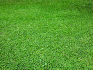 green grass on the lawn