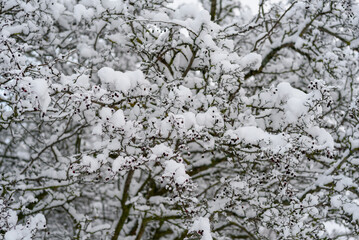 Snow covered tree branches at winter day