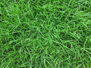 top veiw of tall green gass background
