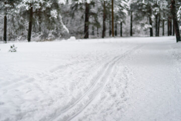 Ski track at winter forest. Snow covered trees