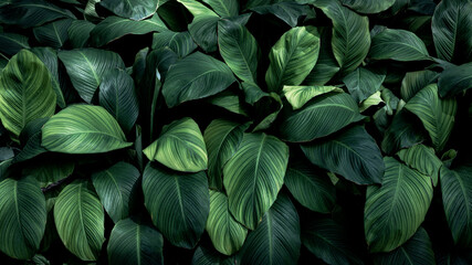 Spathiphyllum cannifolium nature green background, tropical leaf banner or floral jungle pattern concept.