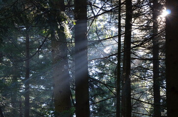 a ray of sunlight in a dense coniferous forest. big trees. hope.