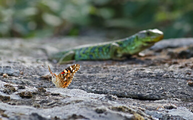 Colorful butterfly (Vanessa cardui) standing on a rock with an ocellated lizard (Timon lepidus) in the background. Wild prey and predator interaction. Lizard chasing a wild orange butterfly.