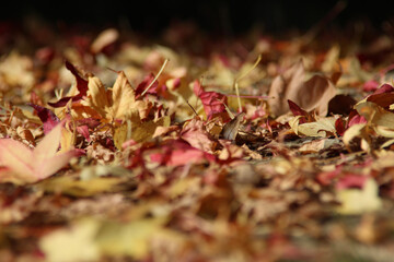 autumn leaves background