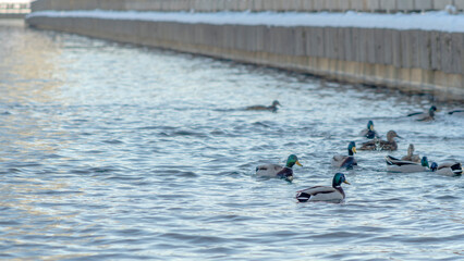 Waterfowl ducks and drakes on a winter river near open water in the city. A flock of ducks in the cold water.