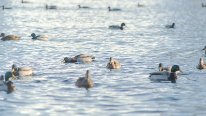 Waterfowl ducks and drakes on a winter river near open water in the city. Selective focus. Defocused background.
