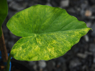 alocasia verigated plant yellow and white so bueaty and gardening 