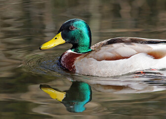 Portrait of a beautiful male mallard duck ( Anas platyrhynchos) swimming on the river in a sunny day. Colorful duck with vibrant feathers and reflection in the pond. Wild bird in nature.