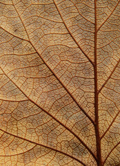 Naklejka na ściany i meble close up dry brown leaf of Bastard teak ( Butea monosperma )