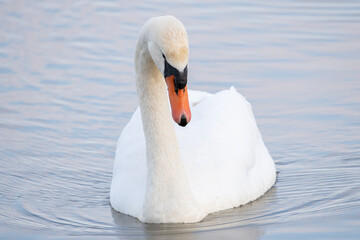 Obraz premium Cygnus olor