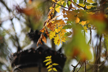 autumn in the park