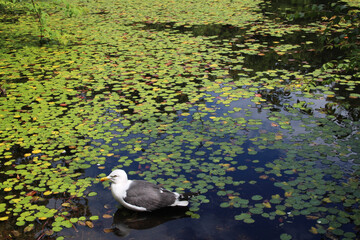 duck in the pond