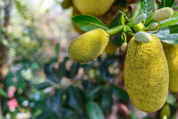 green raw jackfruit fruit on jackfruit tree