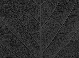 vein of black leaves texture