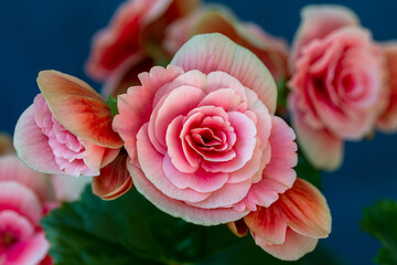 Blooming begonia elatior of the Borias variety. Floriculture, hobby, green home.