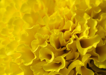 close up yellow marigold flower ( Tagetes erecta L. ) texture