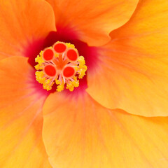 closeup pollen of orange shoe flower ( Hibiscus rosa sinensis )