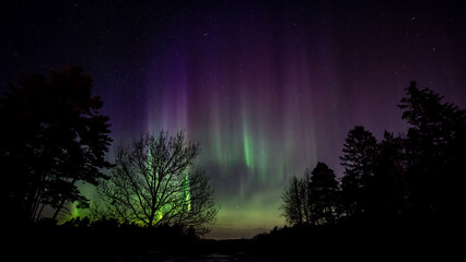 The Northern Lights behind the oak tree with yellow, green, red and lilac Curtains, Aurora Borealis