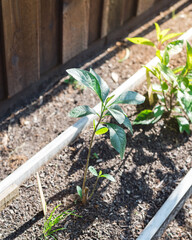 Herb raised bed near wooden fence with young bitter leaf (Vernonia amygdalina) and other herb plants near Dallas, Texas, USA