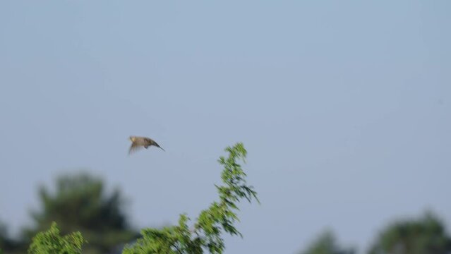 Female European stonechat bird flying out from the top of a tree 