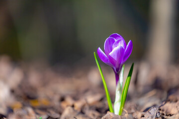 Selective focus of violet crocus flowers in the green meadow with warm sunlight in the morning, The flowers are one of the brightest and earliest spring bloom, Natural spring floral background.