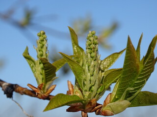 leaves against blue sky