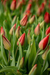 Closeup beautiful red tulips buds green leaves and stems with blurred copyspace