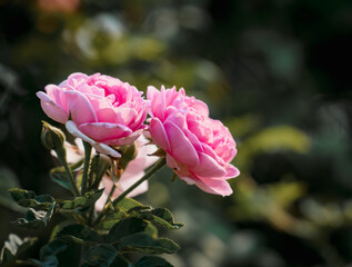 beautiful pink rose blooming in the garden