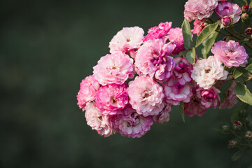 beautiful pink rose blooming in the garden