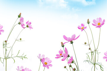 blue sky. Colorful cosmos flowers on a background of summer landscape.