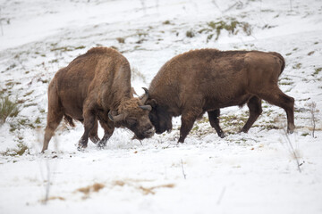 Bulls fighting in the snow. European bison (Bison bonasus) also known as the wisent or zubr.