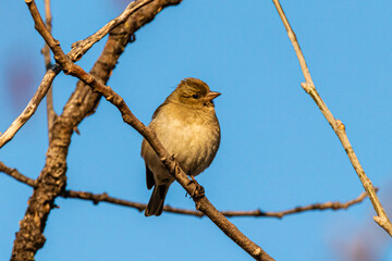 Common Chaffinch perched on a tree branch