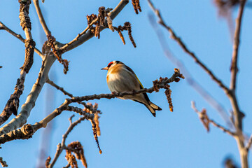 European Goldfinch perched on a tree branch