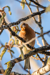 Common Chaffinch perched on a tree branch