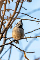 European Crested Tit perched on a tree branch