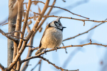 European Crested Tit perched on a tree branch