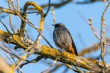 Black Redstart perched on a tree branch