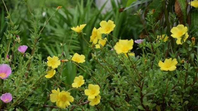 Common Purslane Flowers, Verdolaga, Pigweed, Little Hogweed or Pusley