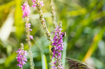 Bee on pink flower