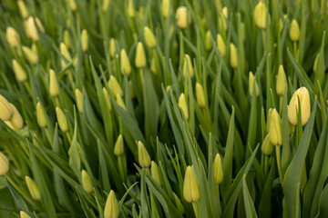 Top view bouquet with beautiful yellow tulips and green stems leaves natural fresh plant decor