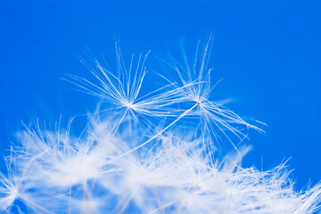 Natural backdrop of fluffy seeds of dandelion flower in bright blue sky closeup