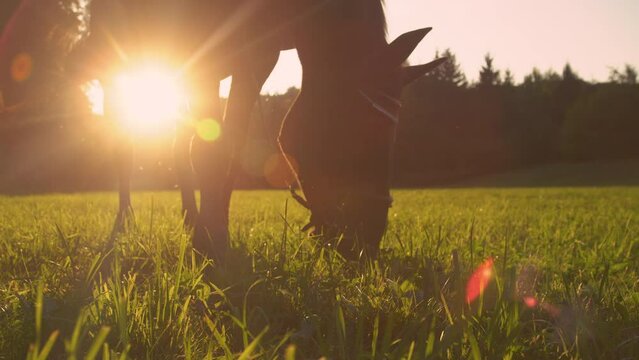 SLOW MOTION, CLOSE UP, LOW ANGLE, LENS FLARE, DOF: Dark brown colored horse grazes in the goldenlit meadow. Hungry adult horse grazes on grass on a sunny summer evening. Horse pasturing at sunrise.
